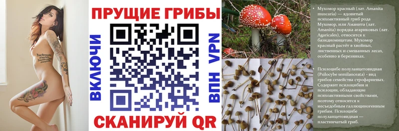 Купить закладки Сибай Галлюциногенные грибы GOLDEN TEACHER